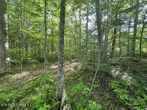 0 Bear Knob Lane Crawford TN 38554