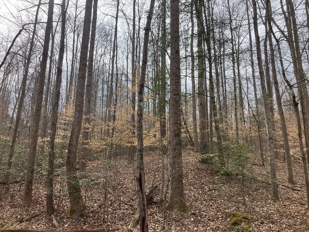 213 Wynn Ferry Road Big Sandy TN 38221