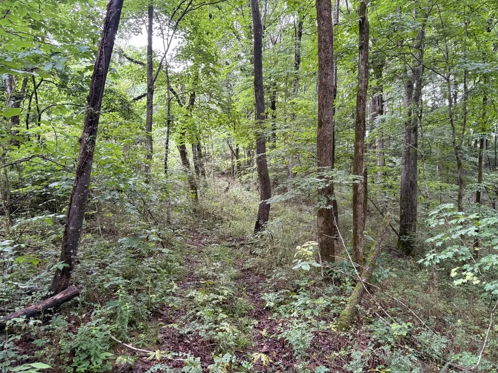0 Ivy Hollow Road Mount Pleasant TN 38474