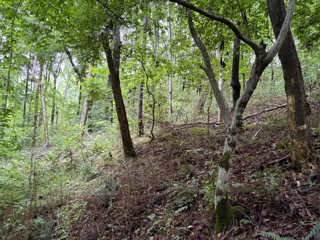 0 Ivy Hollow Road Mount Pleasant TN 38474