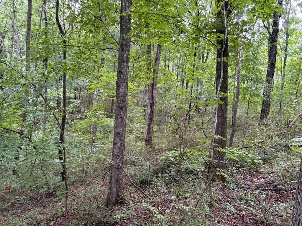 0 Ivy Hollow Road Mount Pleasant TN 38474