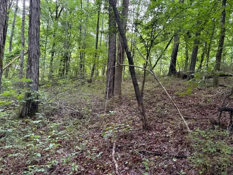 0 Ivy Hollow Road Mount Pleasant TN 38474