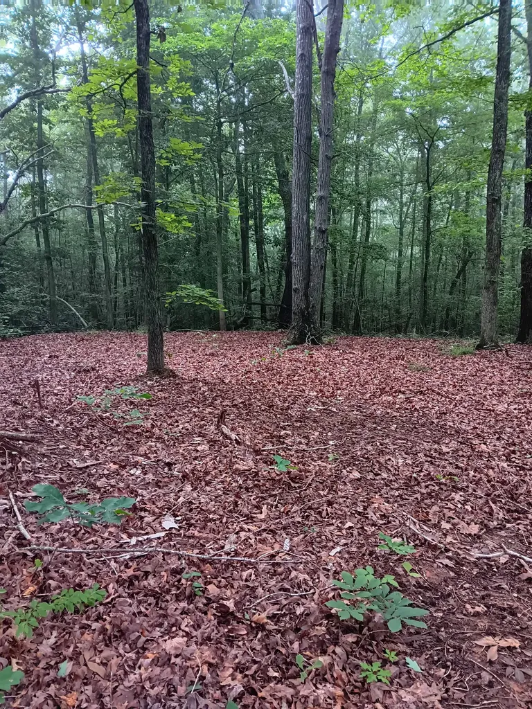 0 Logger Lane Cedar Grove TN 38321