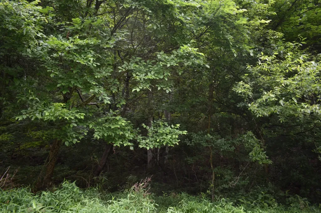 0 Pleasant Shade Highway Pleasant Shade TN 37145