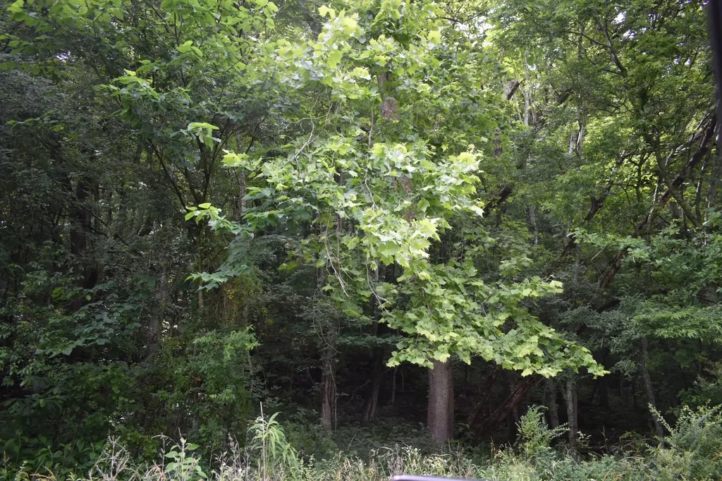 0 Pleasant Shade Highway Pleasant Shade TN 37145