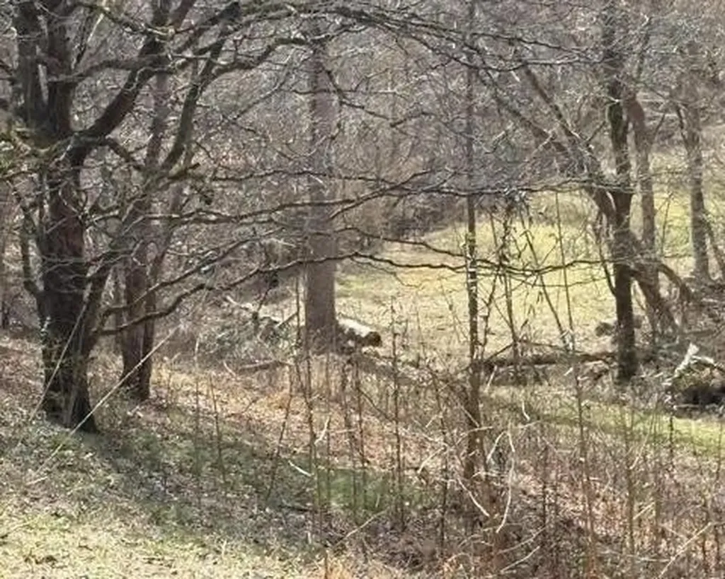 809 State Highway 310 Englewood TN 37329