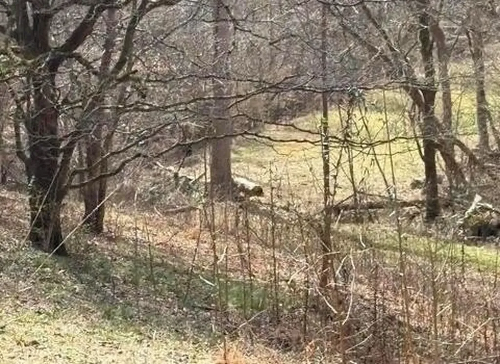 809 State Highway 310 Englewood TN 37329