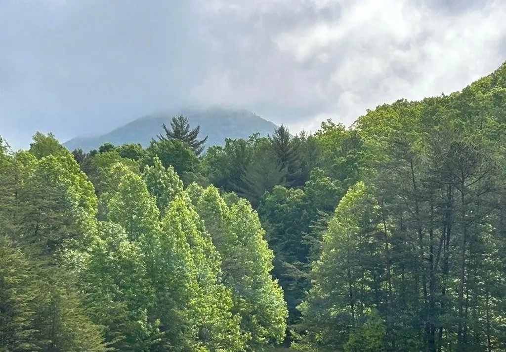 188 Dalton Tellico Plains TN 37385