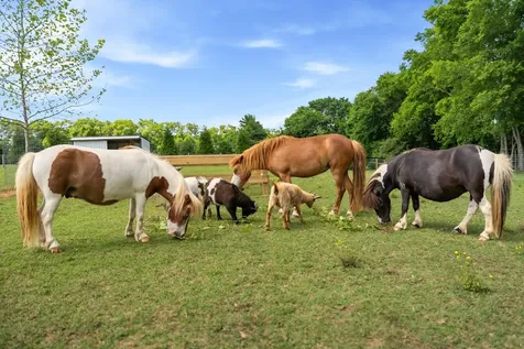 2620 Goose Creek Bypass Franklin TN 37064