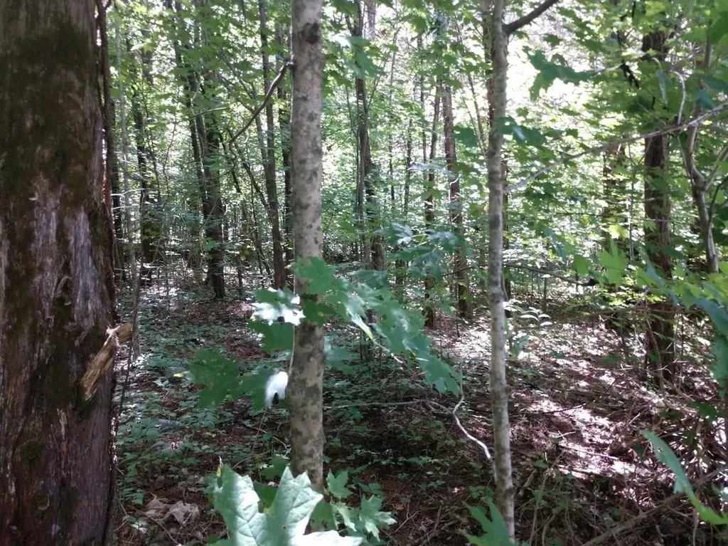 2366 Tracy Road Watertown TN 37184