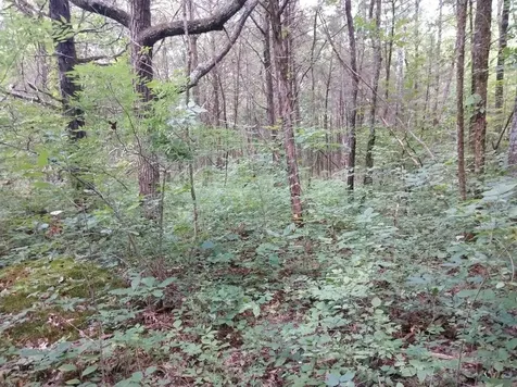 2366 Tracy Road Watertown TN 37184