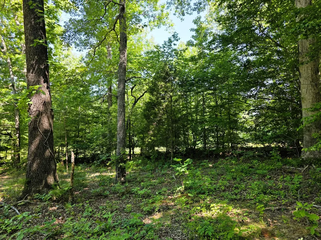 12225 Off Highway 79 N Buchanan TN 38222