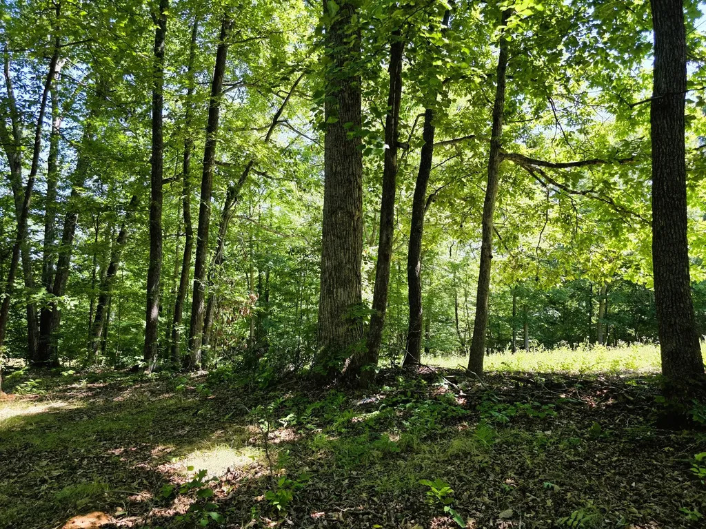 12225 Off Highway 79 N Buchanan TN 38222