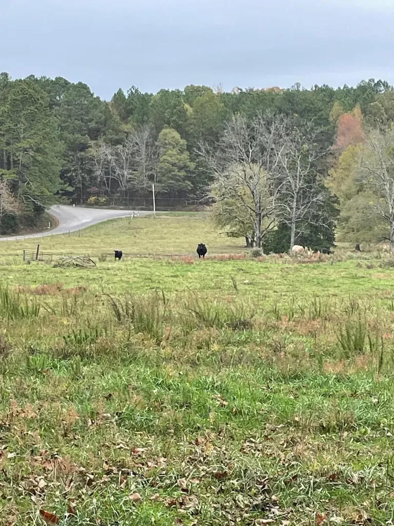 1132 Sneed Road (Lot 1) Road Decatur TN 37322