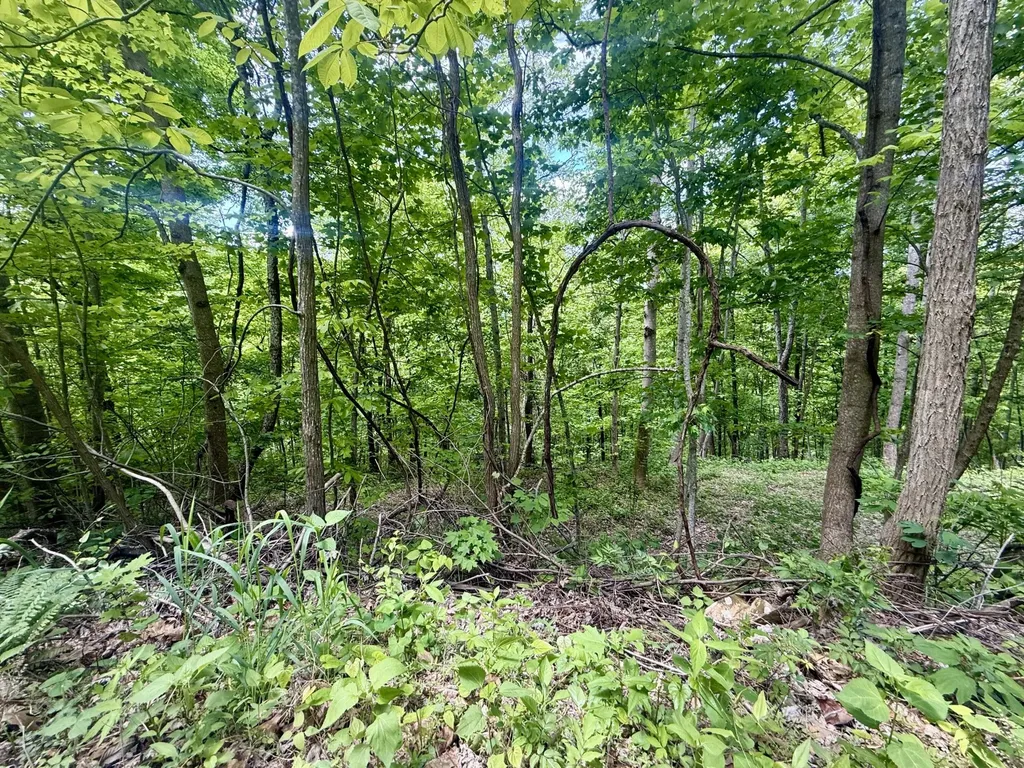 88 Dunlukin Drive Spring City TN 37381