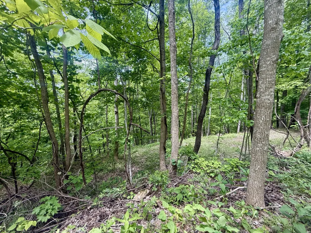 88 Dunlukin Drive Spring City TN 37381