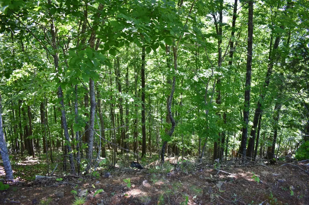 0 Flint Ridge Road Rockwood TN 37854