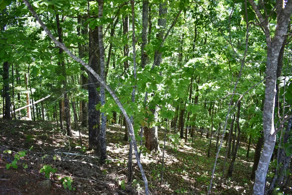0 Flint Ridge Road Rockwood TN 37854
