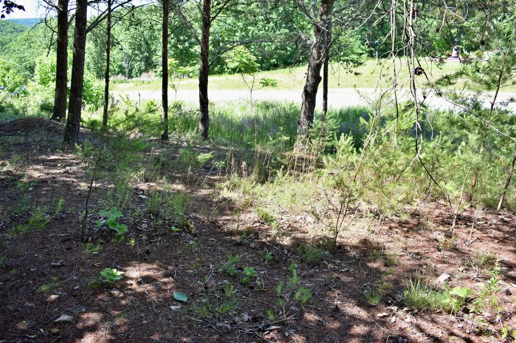 0 Flint Ridge Road Rockwood TN 37854