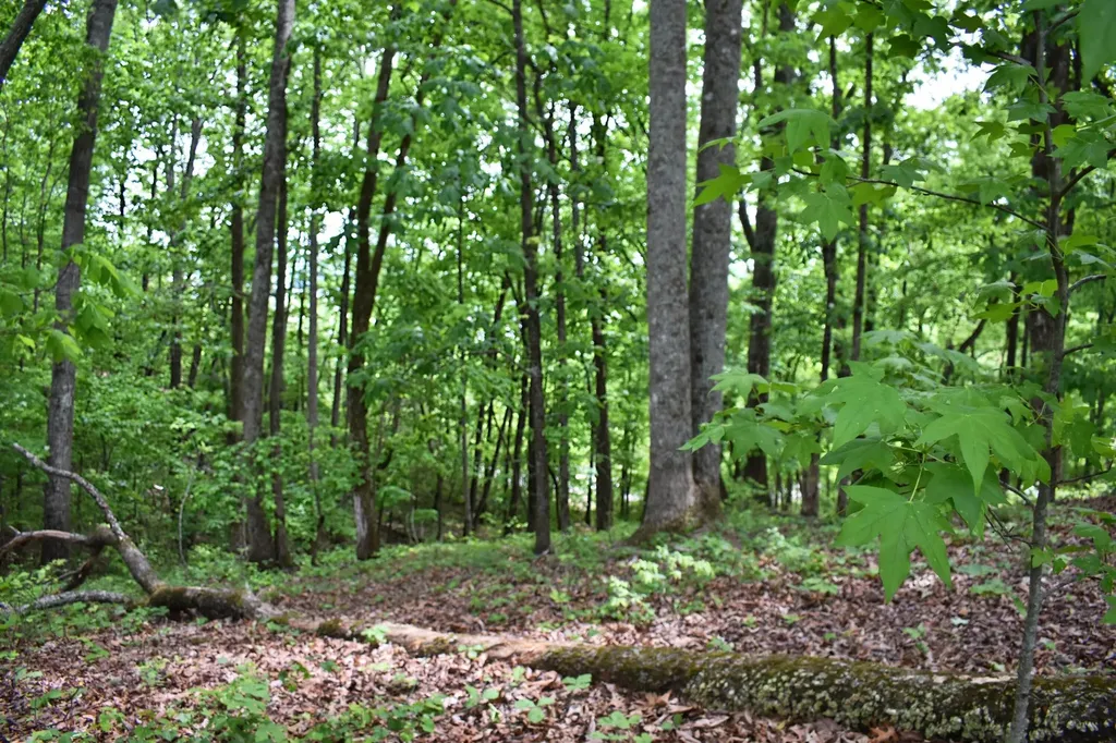 450 Hidden Forest Trail Spring City TN 37381