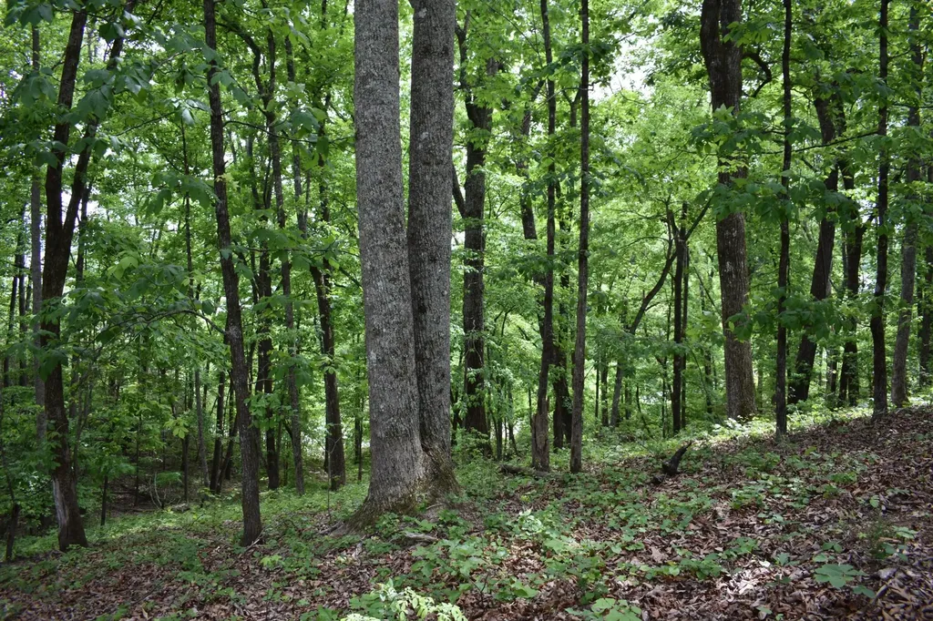 450 Hidden Forest Trail Spring City TN 37381