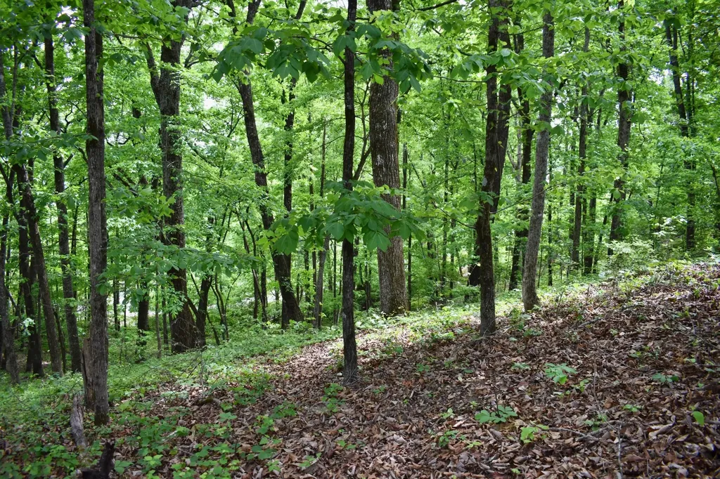 450 Hidden Forest Trail Spring City TN 37381