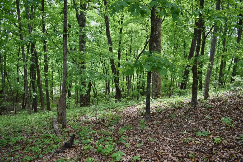 450 Hidden Forest Trail Spring City TN 37381