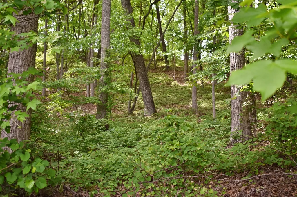 450 Hidden Forest Trail Spring City TN 37381