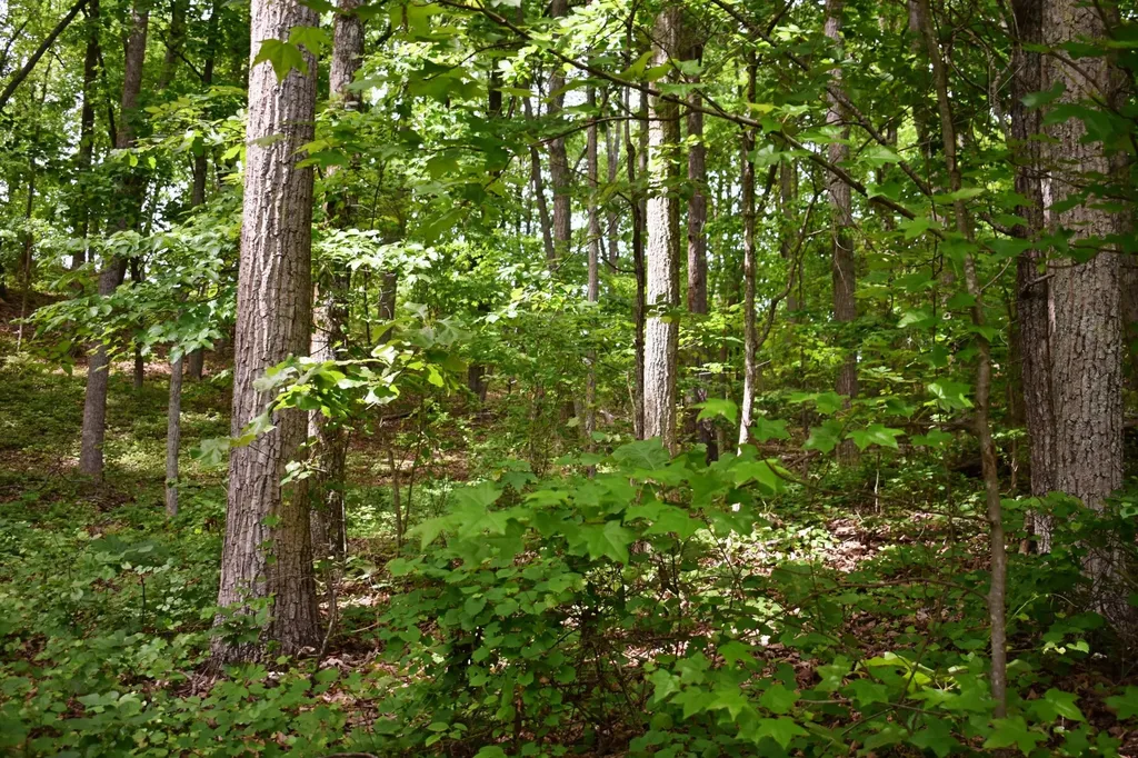 450 Hidden Forest Trail Spring City TN 37381