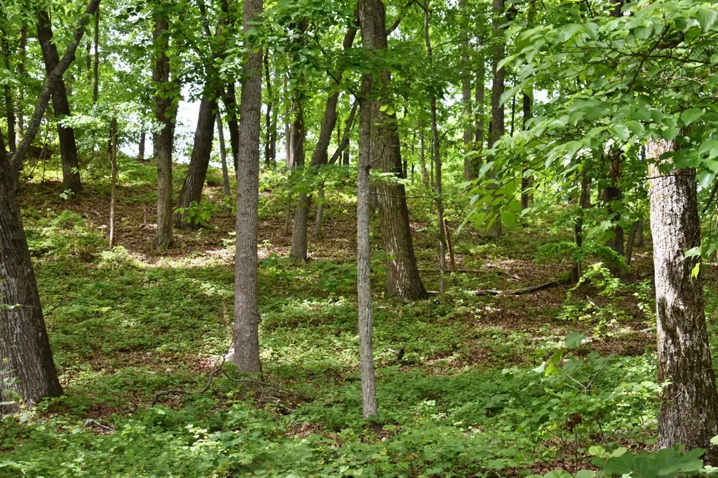 450 Hidden Forest Trail Spring City TN 37381