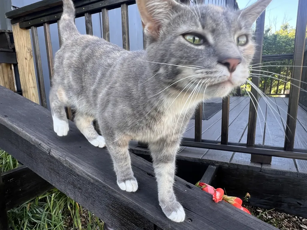 183 Phosphate Lane Gallatin TN 37066