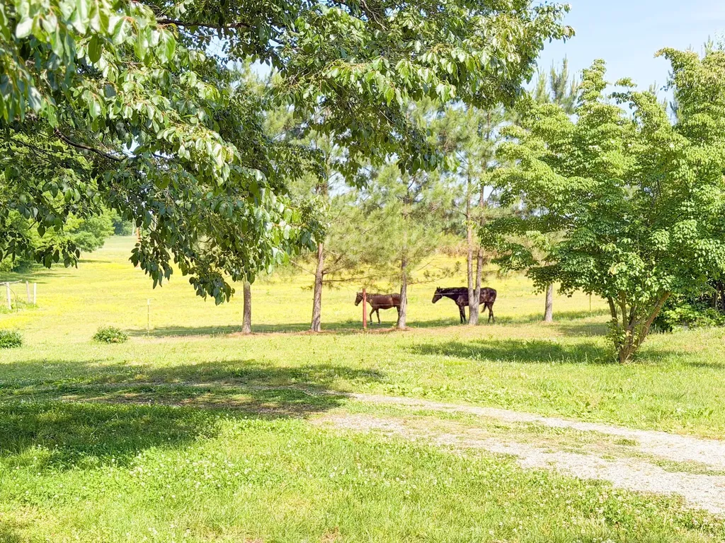 3800 Salem Road Minor Hill TN 38473