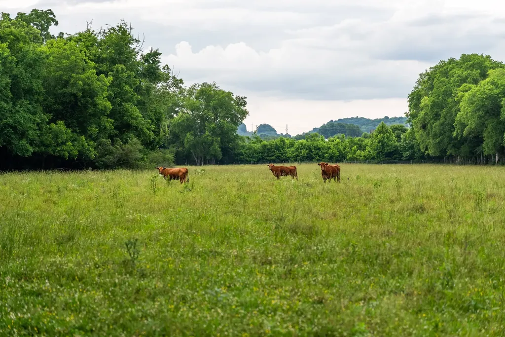 0 Ostella Road Cornersville TN 37047
