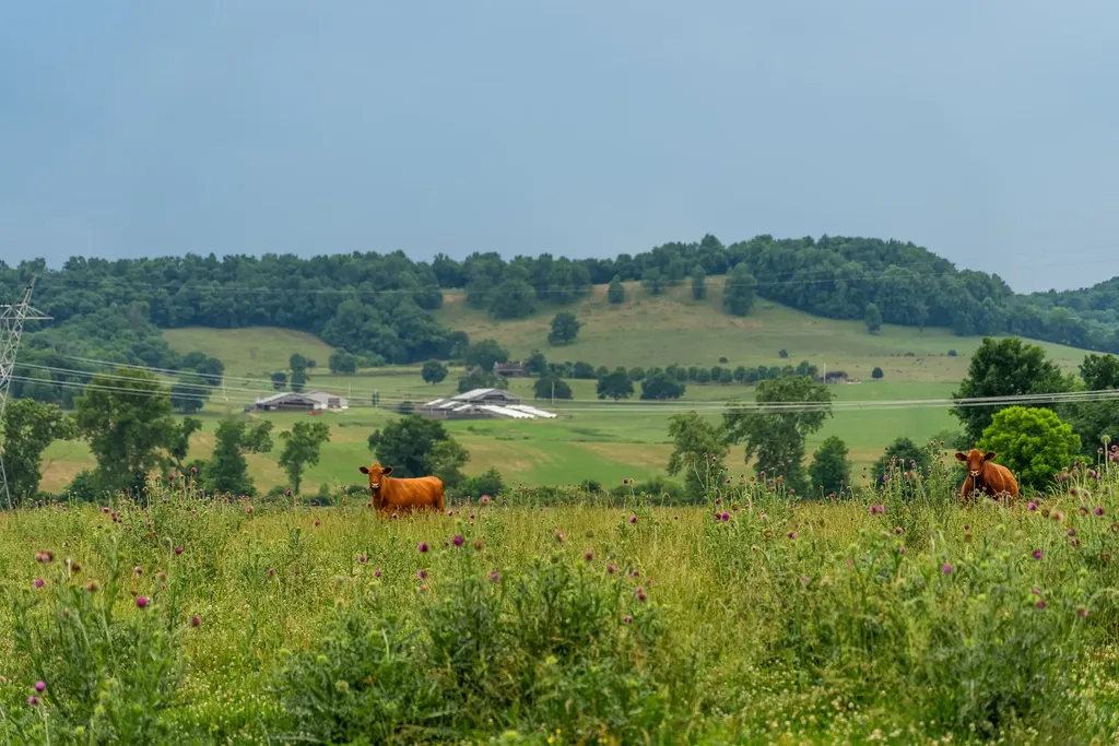 0 Ostella Road Cornersville TN 37047