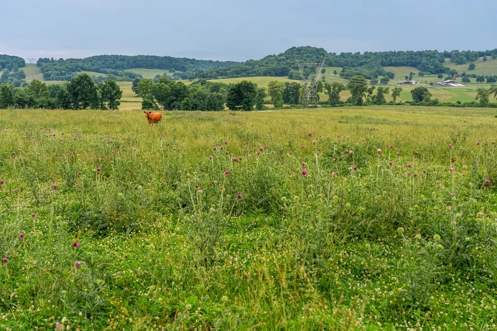 0 Ostella Road Cornersville TN 37047