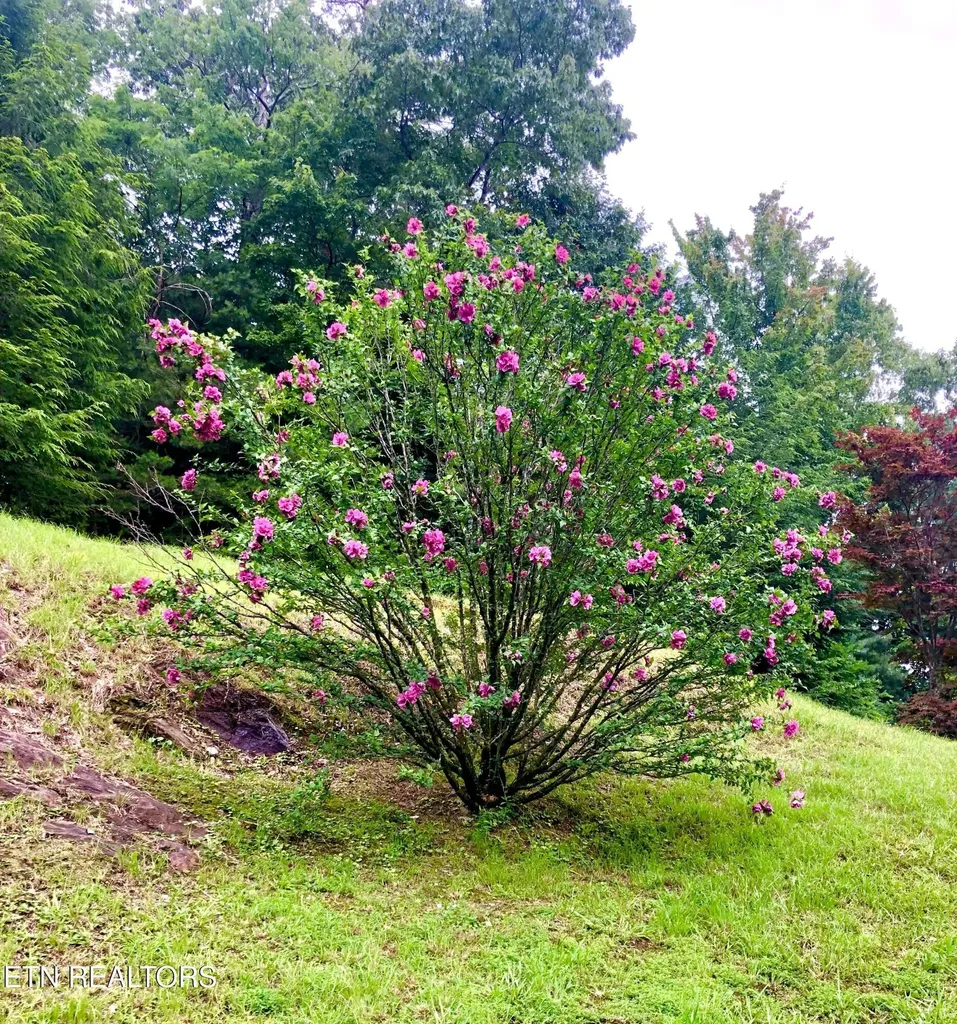 186 Caney Creek Road Reliance TN 37369