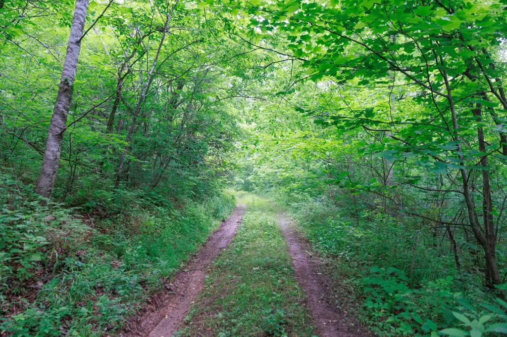 582 Cedar Bend Road Beechgrove TN 37018