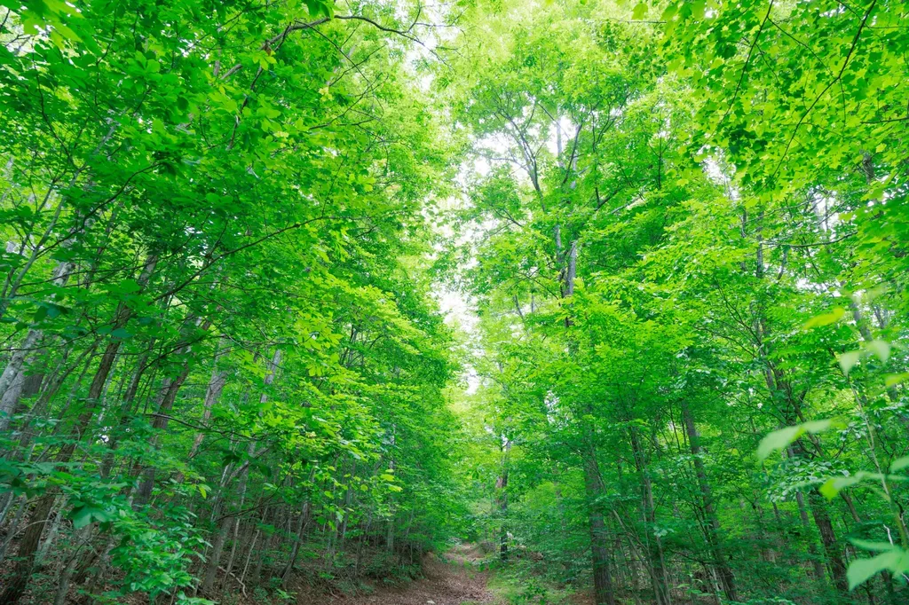 582 Cedar Bend Road Beechgrove TN 37018