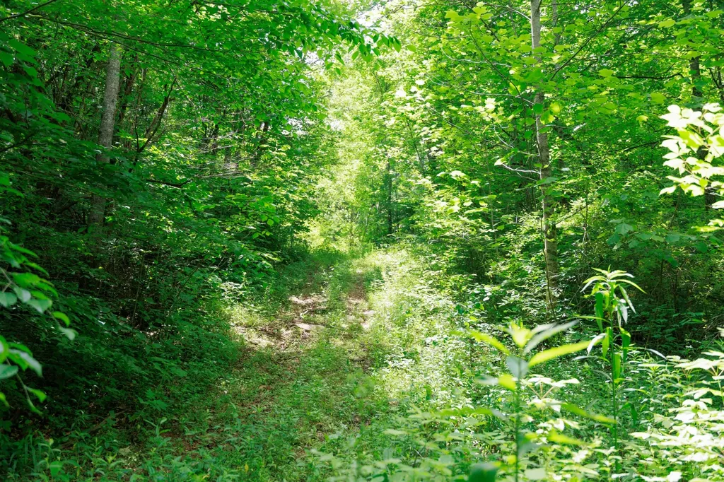 582 Cedar Bend Road Beechgrove TN 37018