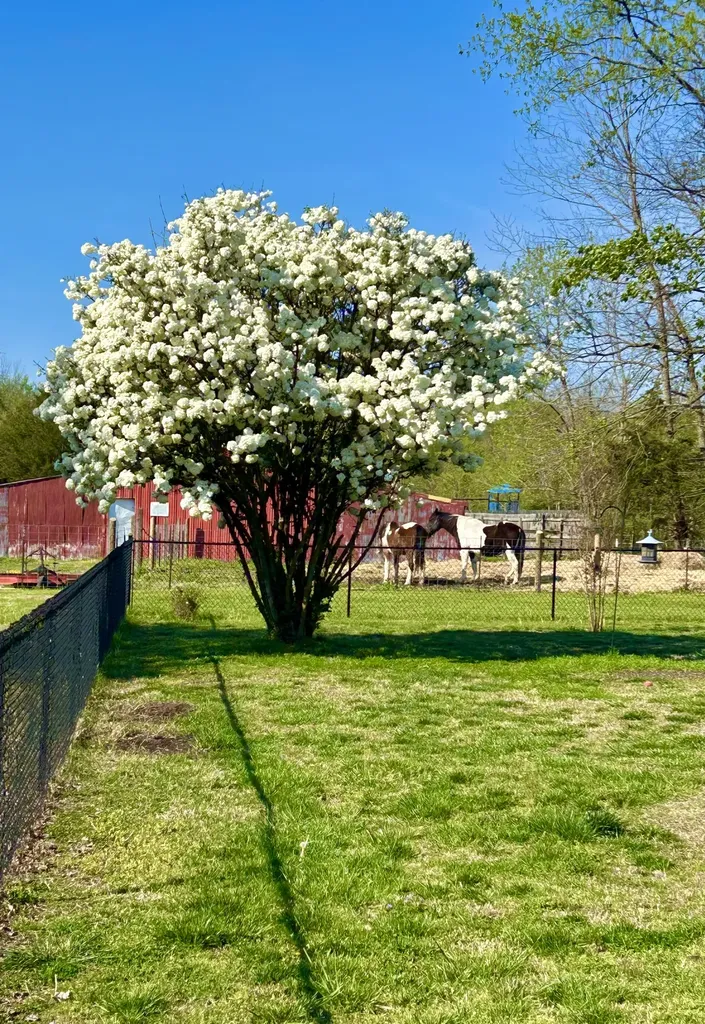 105 Brooklawn Drive White House TN 37188