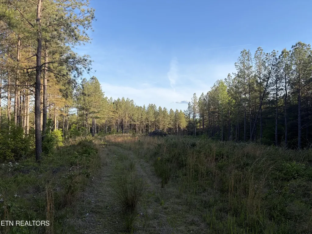 68 Black Bear Lane Sunbright TN 37872