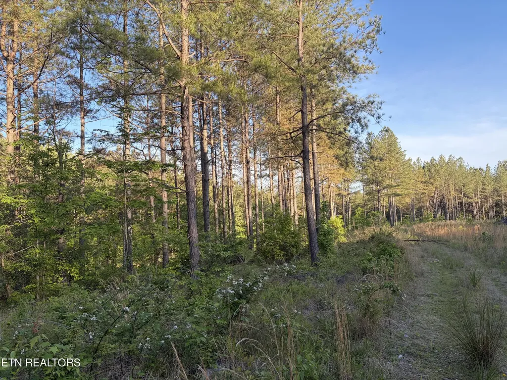 68 Black Bear Lane Sunbright TN 37872