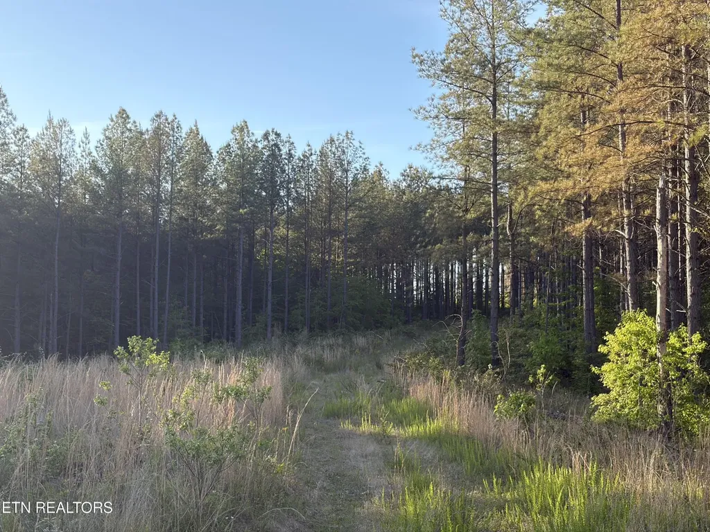 68 Black Bear Lane Sunbright TN 37872
