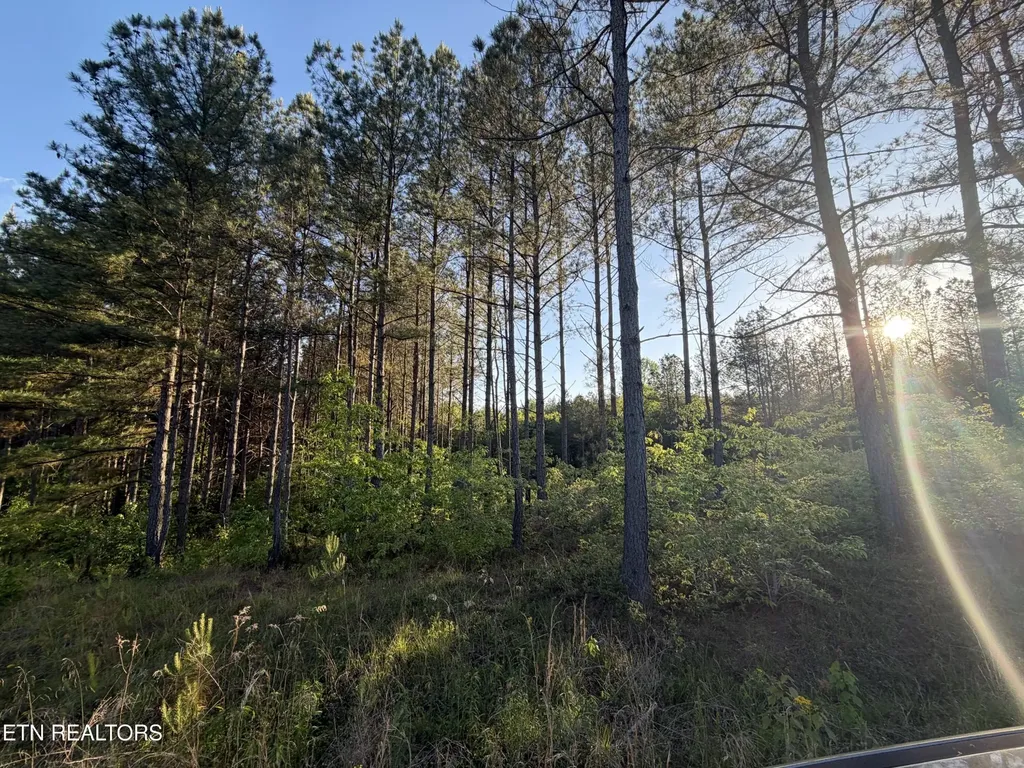 68 Black Bear Lane Sunbright TN 37872