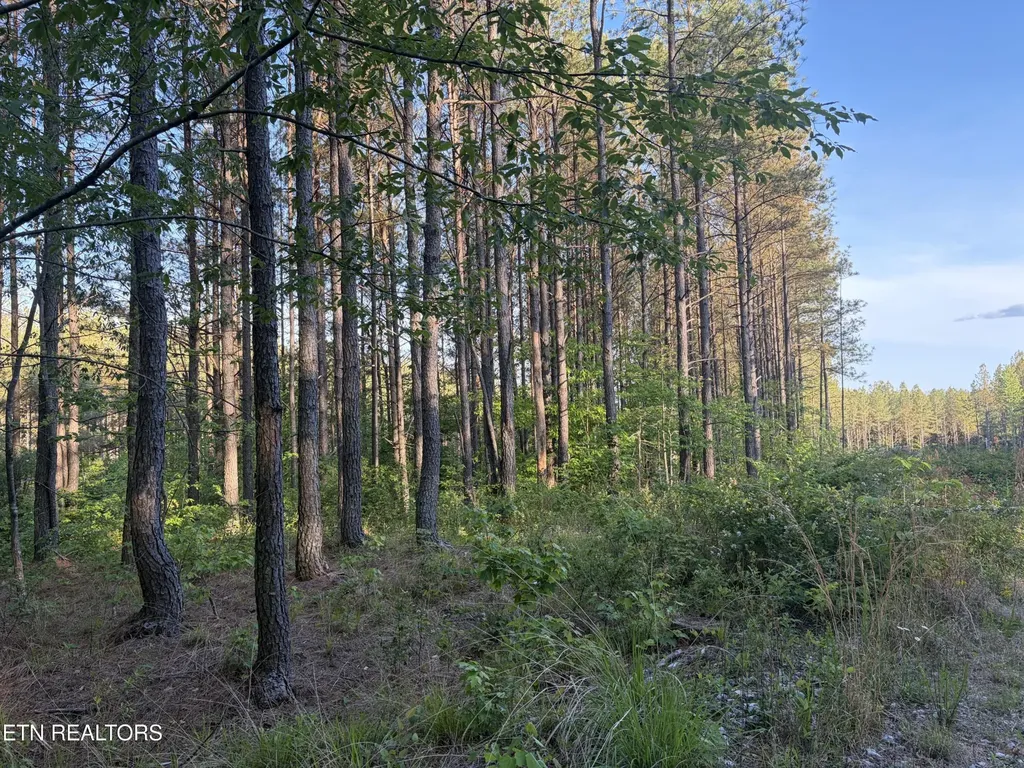 68 Black Bear Lane Sunbright TN 37872