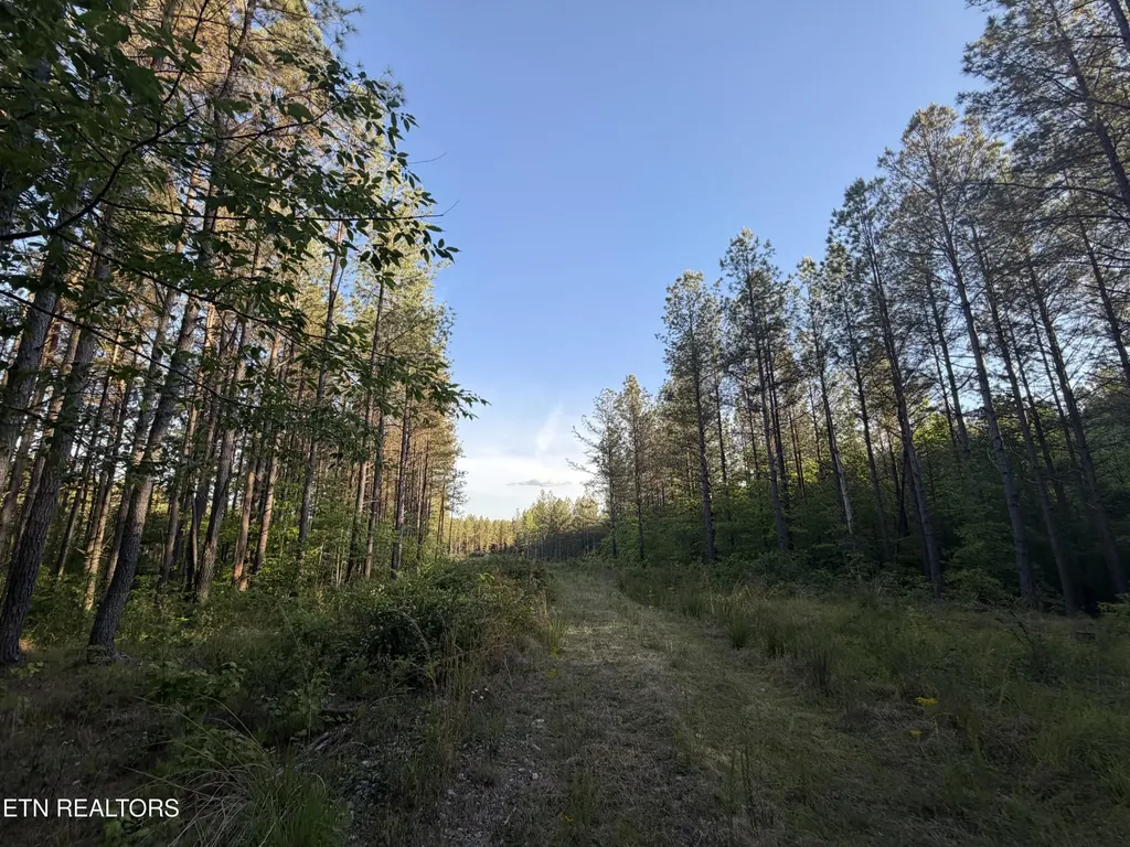 68 Black Bear Lane Sunbright TN 37872