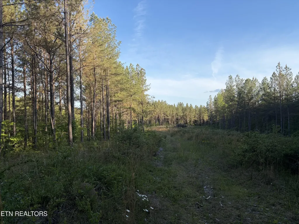 68 Black Bear Lane Sunbright TN 37872