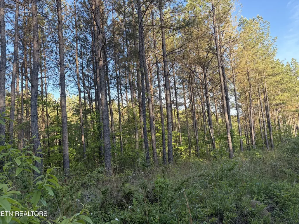 68 Black Bear Lane Sunbright TN 37872