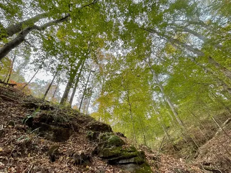 1 Budds Creek Road Palmyra TN 37142