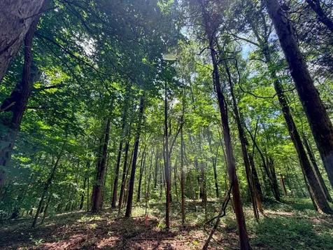 1 Budds Creek Road Palmyra TN 37142